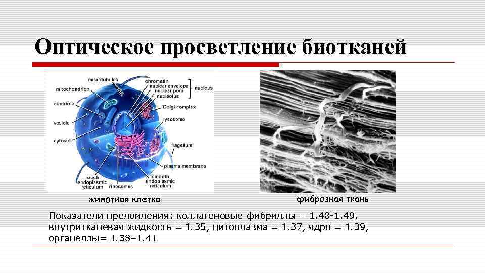 Оптическое просветление биотканей животная клетка фиброзная ткань Показатели преломления: коллагеновые фибриллы = 1. 48