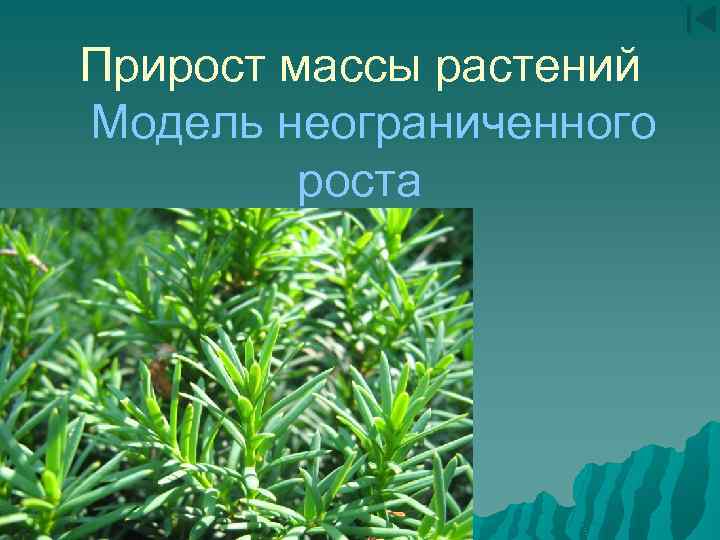 Прирост массы растений Модель неограниченного роста 