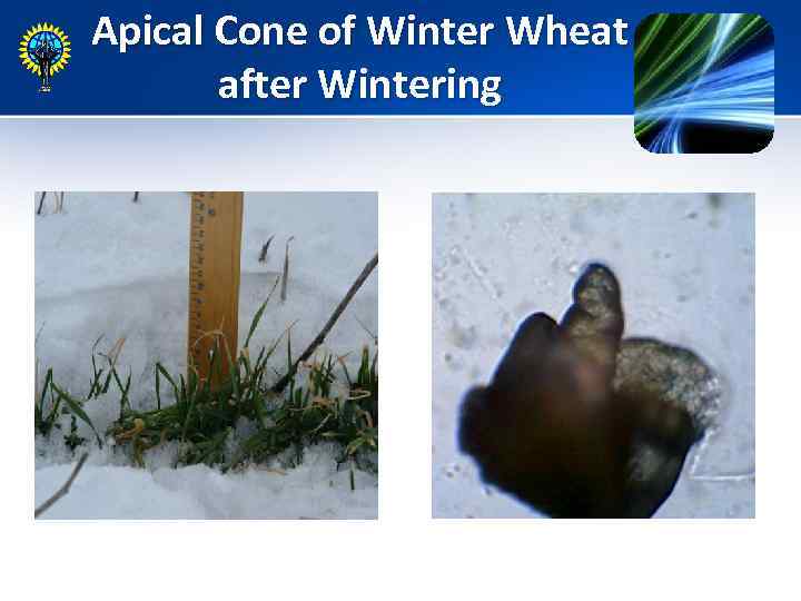 Apical Cone of Winter Wheat after Wintering 