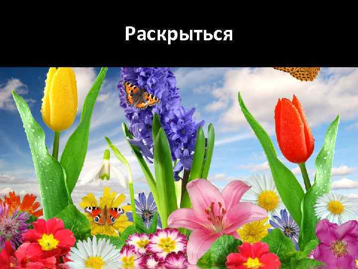 Раскрыться 