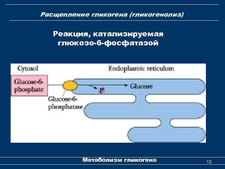 Расщепление гликогена (гликогенолиз) Реакция, катализируемая глюкозо-6 -фосфатазой Метаболизм гликогена 12 