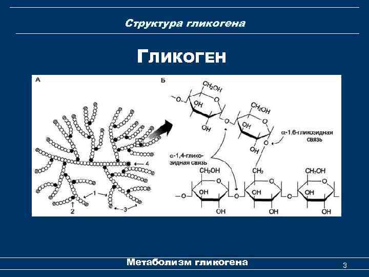 Гликогенолиз биохимия схема