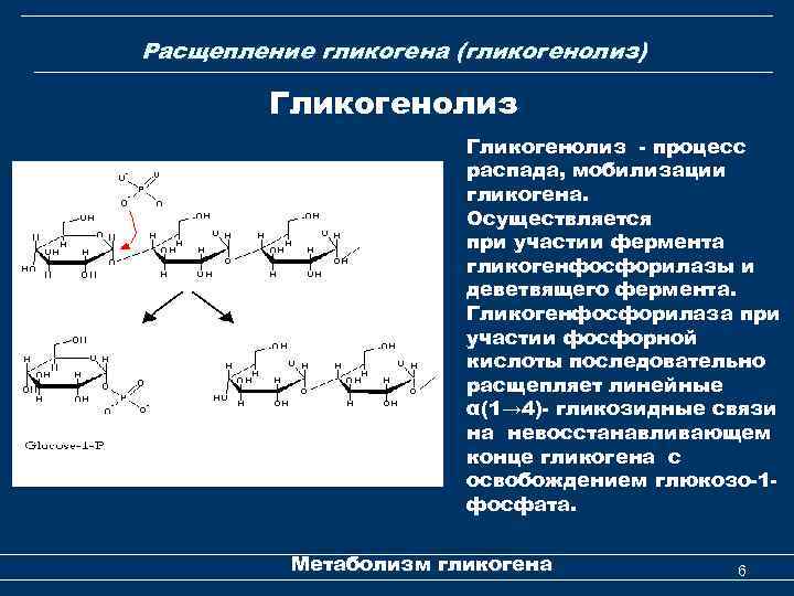 Расщепление гликогена (гликогенолиз) Гликогенолиз - процесс распада, мобилизации гликогена. Осуществляется при участии фермента гликогенфосфорилазы