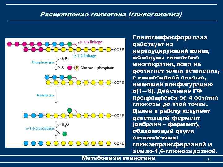 Расщепление гликогена (гликогенолиз) Гликогенфосфорилаза действует на нередуцирующий конец молекулы гликогена многократно, пока не достигнет