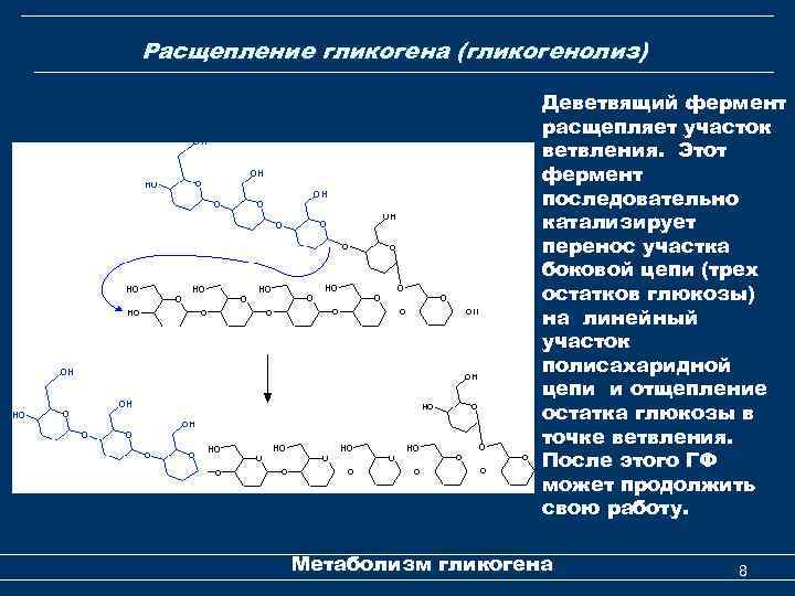 Расщепление гликогена (гликогенолиз) Деветвящий фермент расщепляет участок ветвления. Этот фермент последовательно катализирует перенос участка