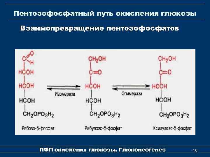 Пентозофосфатный путь окисления глюкозы Взаимопревращение пентозофосфатов ПФП окисления глюкозы. Глюконеогенез 10 