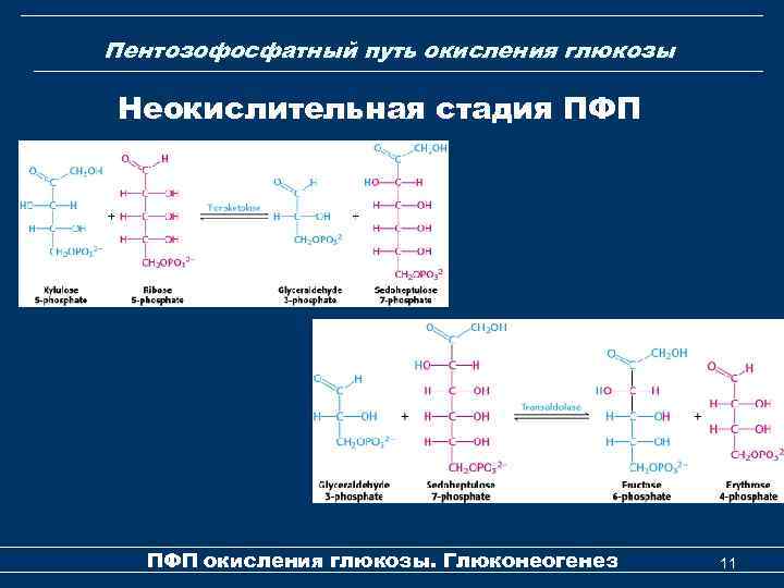 Пентозофосфатный путь окисления глюкозы Неокислительная стадия ПФП окисления глюкозы. Глюконеогенез 11 