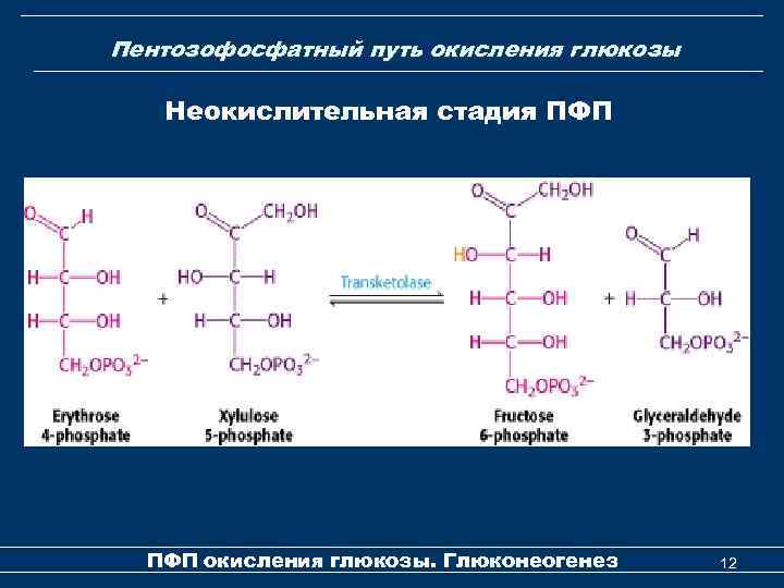 Пентозофосфатный путь окисления глюкозы Неокислительная стадия ПФП окисления глюкозы. Глюконеогенез 12 