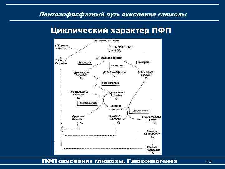 Пентозофосфатный путь окисления глюкозы Циклический характер ПФП окисления глюкозы. Глюконеогенез 14 
