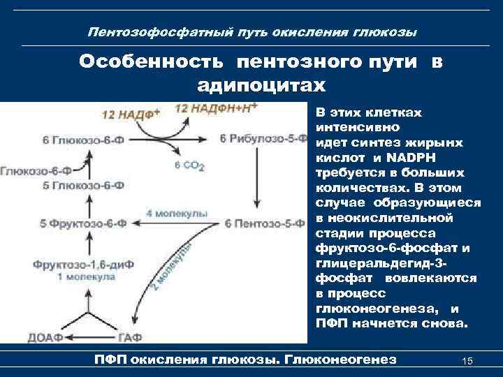 Пентозофосфатный путь окисления глюкозы Особенность пентозного пути в адипоцитах В этих клетках интенсивно идет