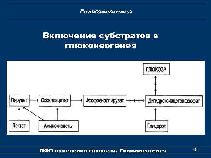 Глюконеогенез Включение субстратов в глюконеогенез ПФП окисления глюкозы. Глюконеогенез 19 