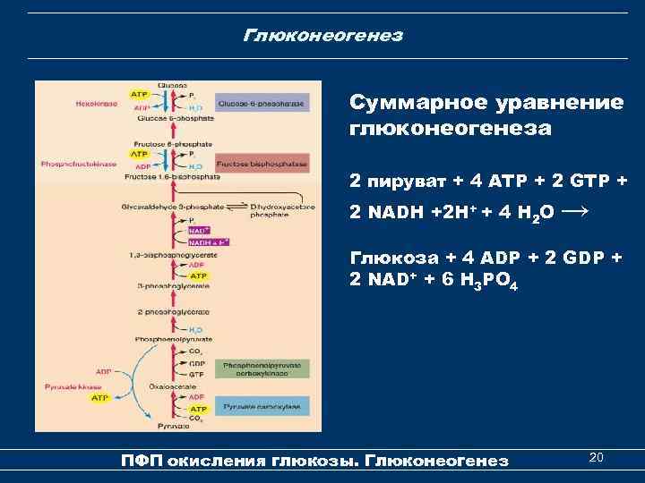 Глюконеогенез Суммарное уравнение глюконеогенеза 2 пируват + 4 ATР + 2 GTP + 2