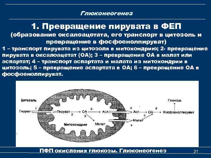 Глюконеогенез 1. Превращение пирувата в ФЕП (образование оксалоацетата, его транспорт в цитозоль и превращение