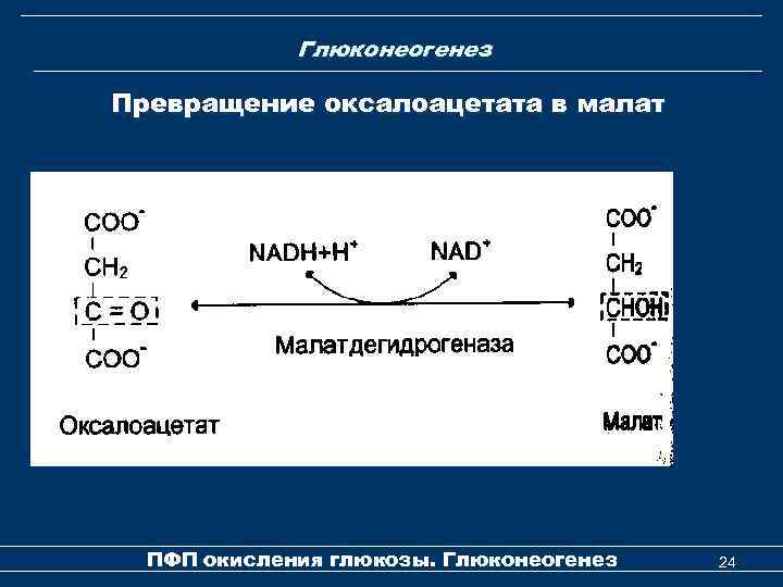 Глюконеогенез Превращение оксалоацетата в малат ПФП окисления глюкозы. Глюконеогенез 24 