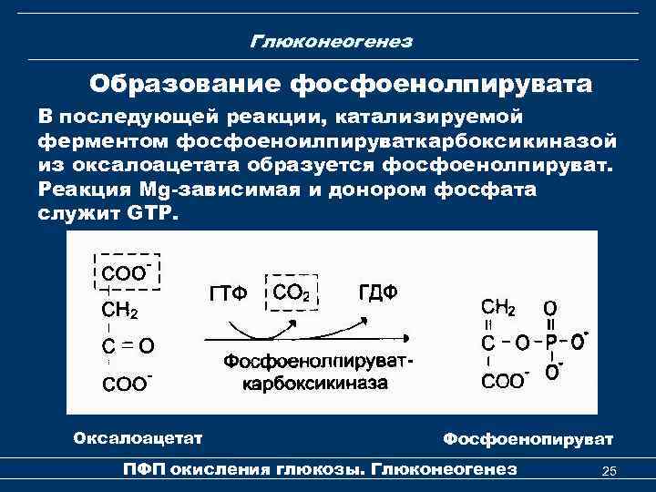 Глюконеогенез Образование фосфоенолпирувата В последующей реакции, катализируемой ферментом фосфоеноилпируваткарбоксикиназой из оксалоацетата образуется фосфоенолпируват. Реакция