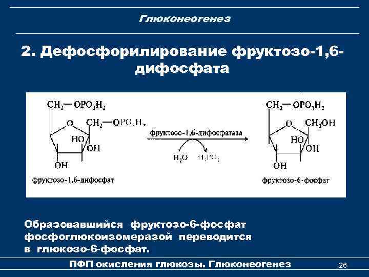 Глюконеогенез 2. Дефосфорилирование фруктозо-1, 6 дифосфата Образовавшийся фруктозо-6 -фосфат фосфоглюкоизомеразой переводится в глюкозо-6 -фосфат.