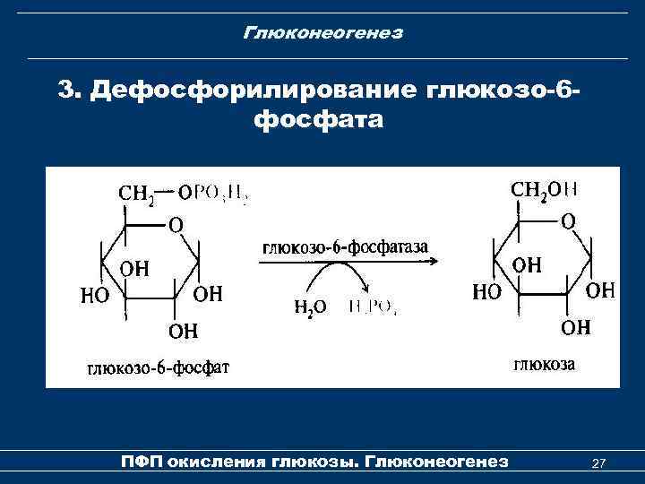 Глюконеогенез 3. Дефосфорилирование глюкозо-6 фосфата ПФП окисления глюкозы. Глюконеогенез 27 