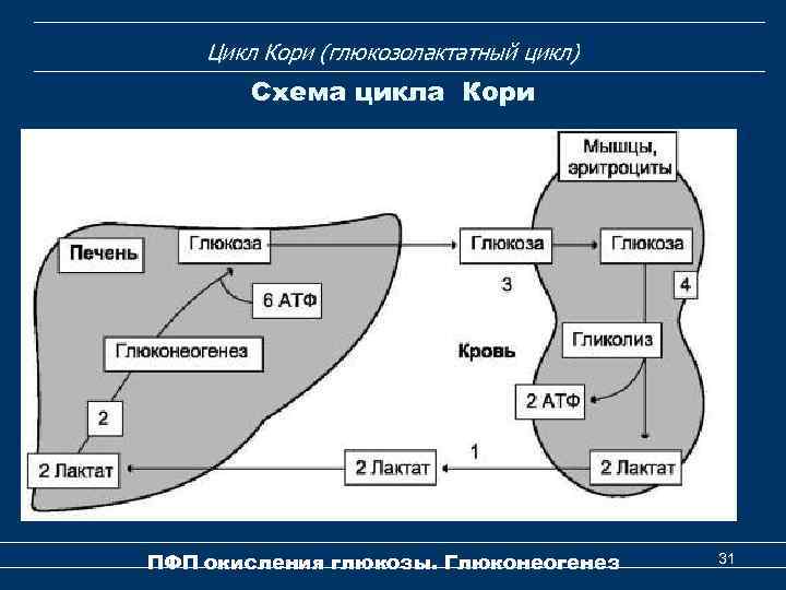 Цикл Кори (глюкозолактатный цикл) Схема цикла Кори ПФП окисления глюкозы. Глюконеогенез 31 