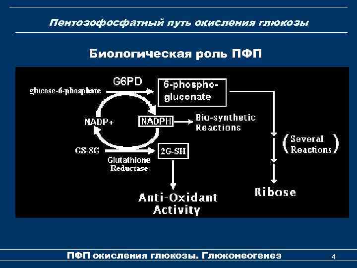 Пентозофосфатный путь окисления глюкозы Биологическая роль ПФП окисления глюкозы. Глюконеогенез 4 