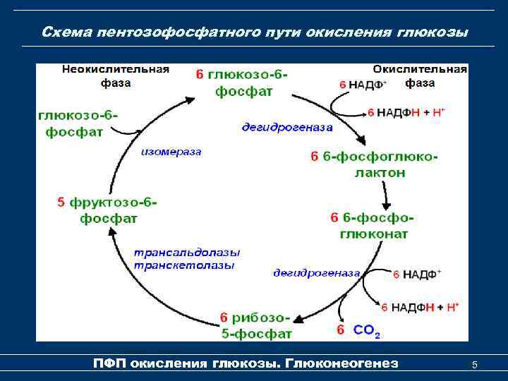 Схема пентозофосфатного пути окисления глюкозы ПФП окисления глюкозы. Глюконеогенез 5 