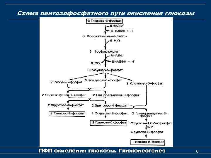 Схема пентозофосфатного пути окисления глюкозы ПФП окисления глюкозы. Глюконеогенез 6 