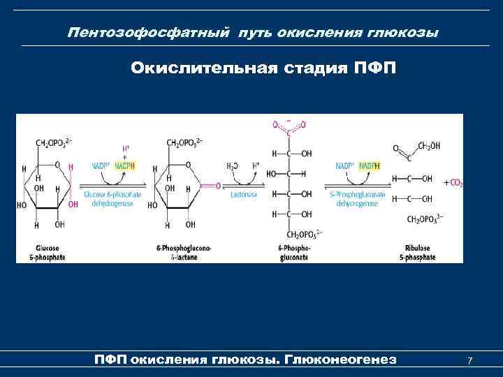 Окисление глюкозы кислородом. ПФП биохимия реакции. Пентозофосфатный путь. Глюкозо-6-фосфат биохимия. ГЕКСОЗОМОНОФОСФАТНЫЙ путь Окислительная и неокислительная стадия.