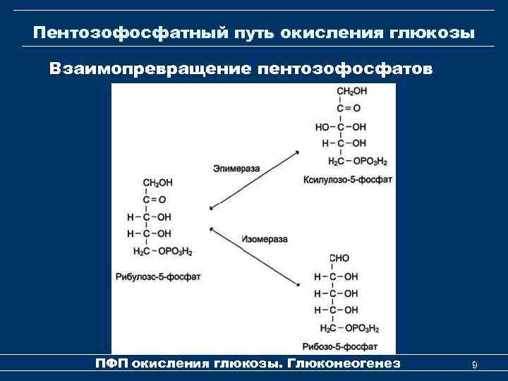 Пентозофосфатный путь окисления глюкозы Взаимопревращение пентозофосфатов ПФП окисления глюкозы. Глюконеогенез 9 