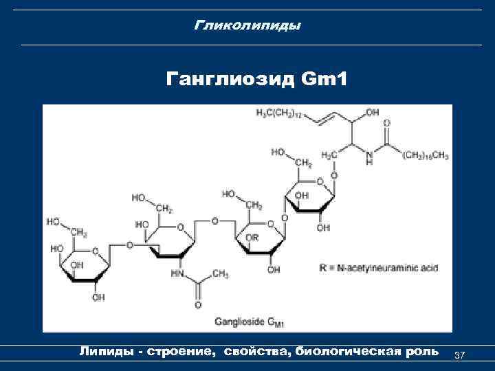 Гликолипиды Ганглиозид Gm 1 Липиды - строение, свойства, биологическая роль 37 