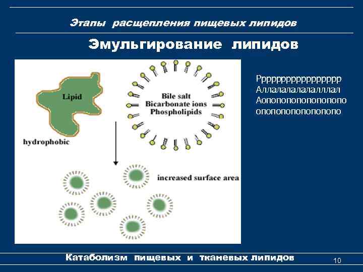 Этапы расщепления пищевых липидов Эмульгирование липидов Ррррррррр Аллалалалллал Аопопопопопопопопо Катаболизм пищевых и тканевых липидов