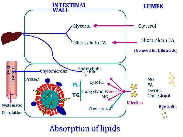 INTESTINAL WALL Glycerol Short chain FA LUMEN Glycerol Short chain FA (No need for