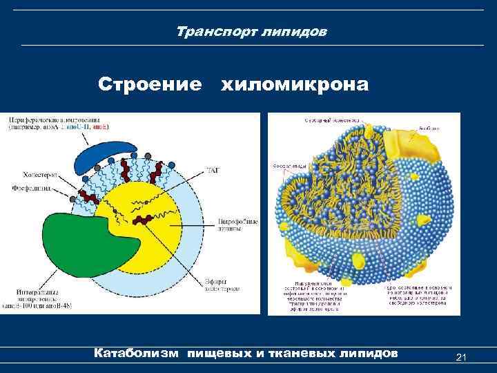 Транспорт липидов Строение хиломикрона Катаболизм пищевых и тканевых липидов 21 