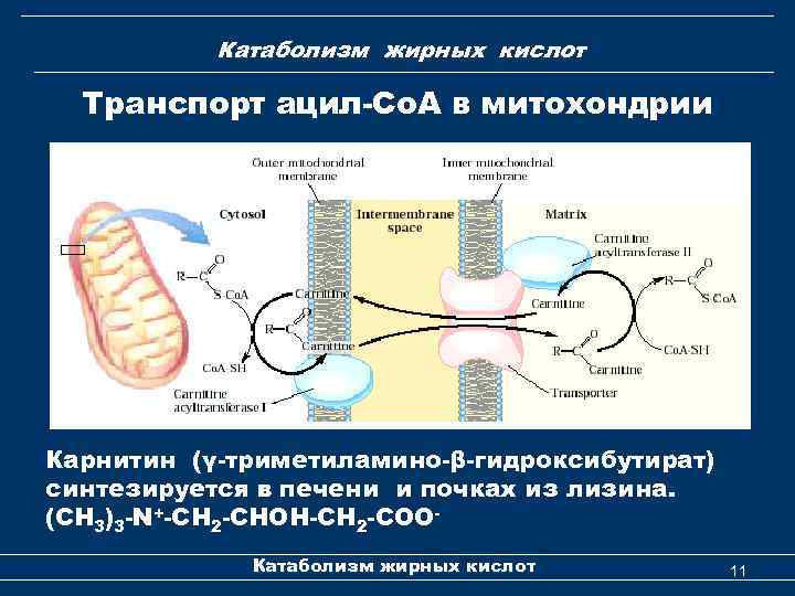 Катаболизм жирных кислот Транспорт ацил-Co. A в митохондрии Карнитин (γ-триметиламино-β-гидроксибутират) синтезируется в печени и