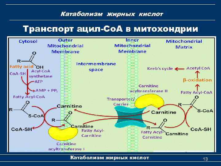 Катаболизм жирных кислот Транспорт ацил-Co. A в митохондрии Катаболизм жирных кислот 13 