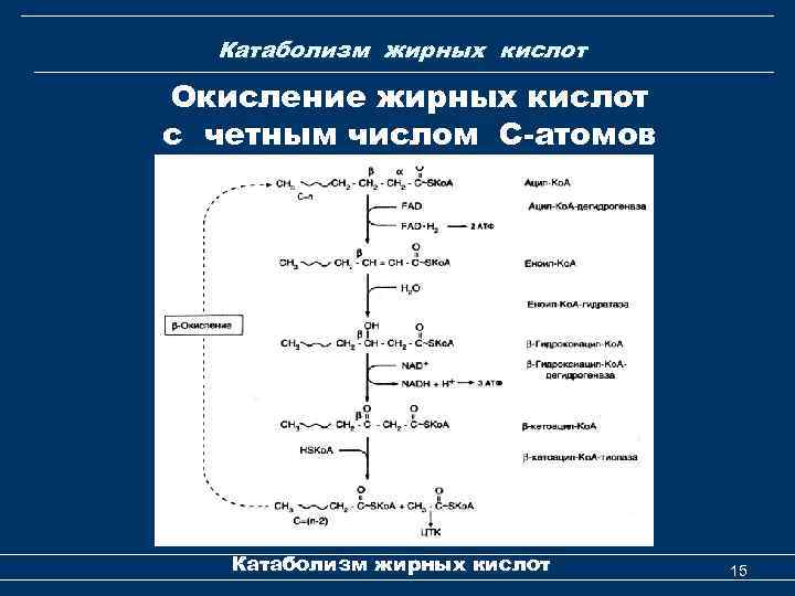 Катаболизм жирных кислот Окисление жирных кислот с четным числом С-атомов Катаболизм жирных кислот 15