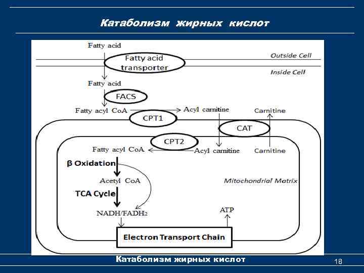 Катаболизм жирных кислот 18 