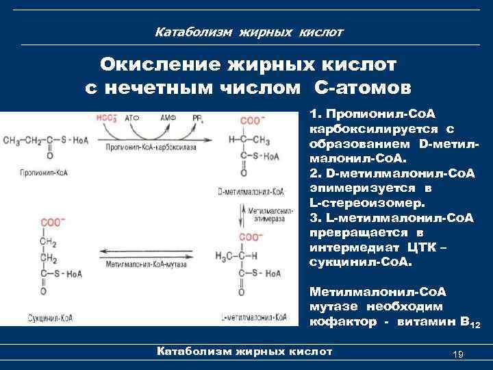 Катаболизм жирных кислот Окисление жирных кислот с нечетным числом С-атомов 1. Пропионил-Со. А карбоксилируется