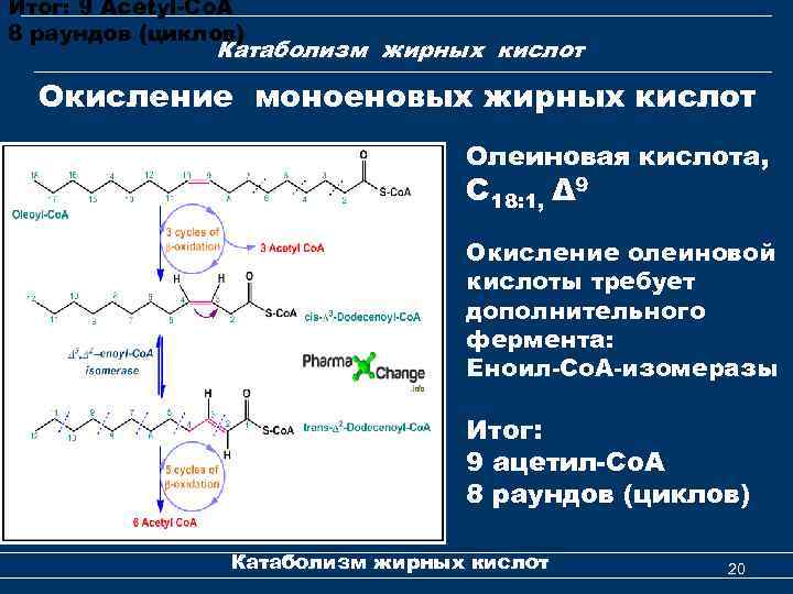 Итог: 9 Acetyl-Co. A 8 раундов (циклов) Катаболизм жирных кислот Окисление моноеновых жирных кислот