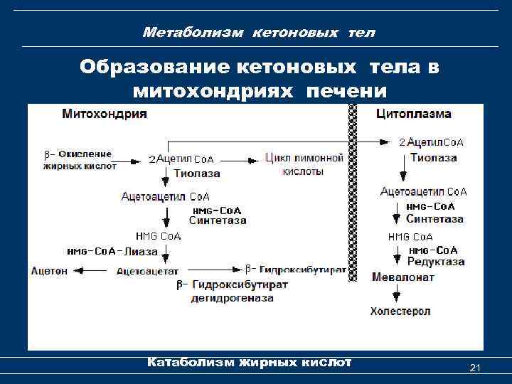 Метаболизм кетоновых тел Образование кетоновых тела в митохондриях печени Катаболизм жирных кислот 21 