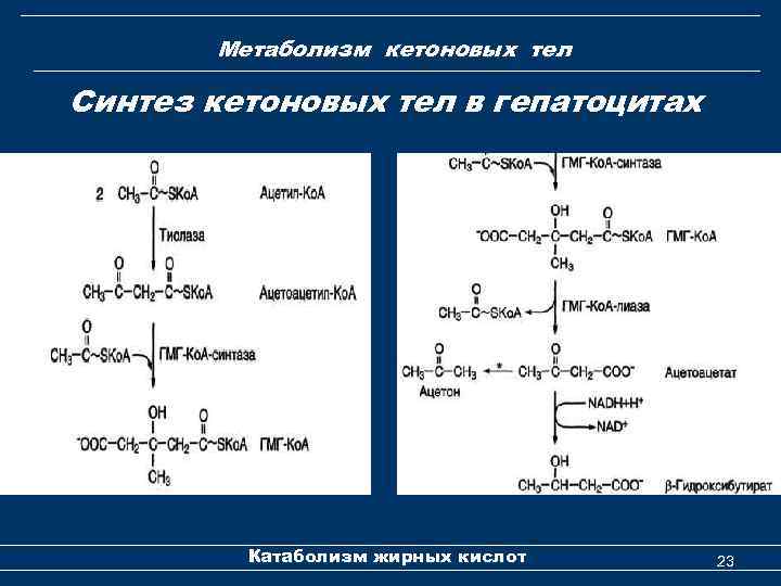 Метаболизм кетоновых тел Синтез кетоновых тел в гепатоцитах Катаболизм жирных кислот 23 