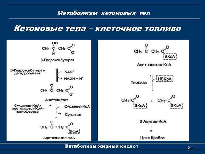 Метаболизм кетоновых тел Кетоновые тела – клеточное топливо Катаболизм жирных кислот 24 