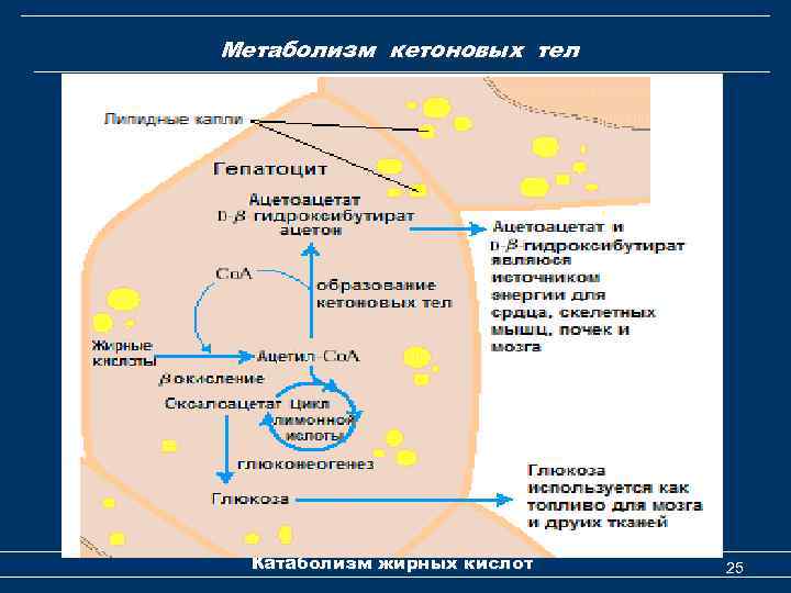 Метаболизм кетоновых тел Катаболизм жирных кислот 25 