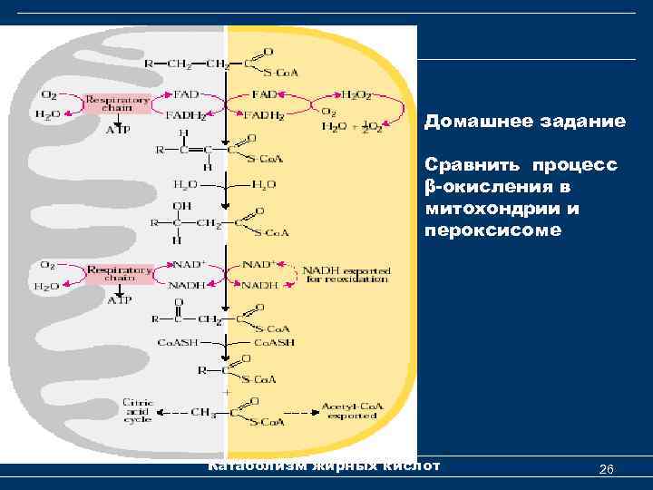 Домашнее задание Сравнить процесс β-окисления в митохондрии и пероксисоме Катаболизм жирных кислот 26 