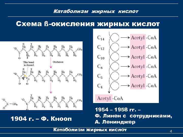 Катаболизм жирных кислот Схема ß-окисления жирных кислот 1904 г. – Ф. Кнооп 1954 –