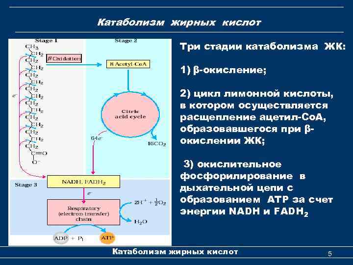 Катаболизм жирных кислот Три стадии катаболизма ЖК: 1) β-окисление; 2) цикл лимонной кислоты, в