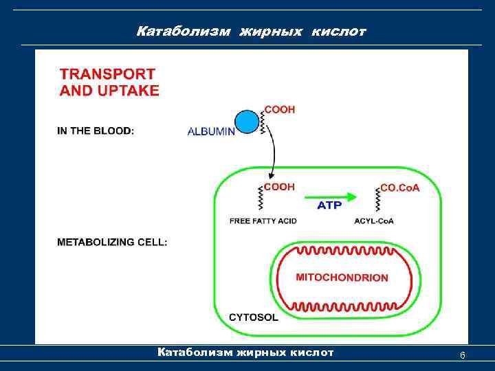Катаболизм жирных кислот 6 