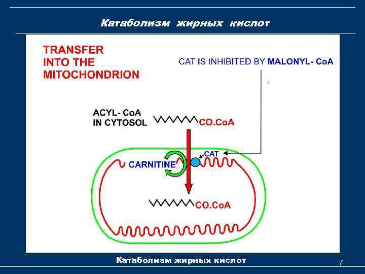 Катаболизм жирных кислот 7 