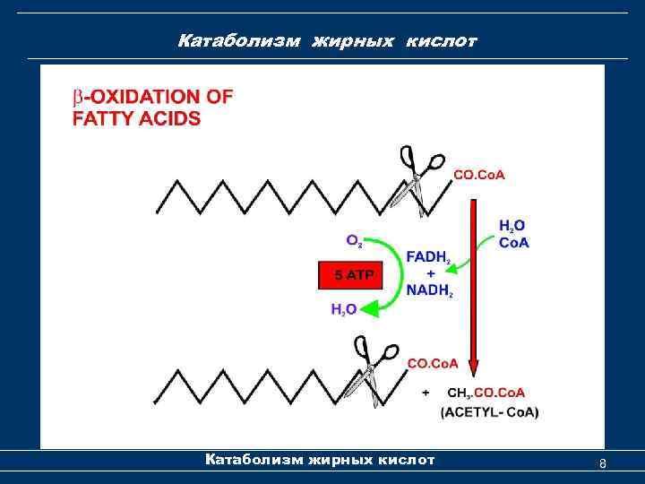 Катаболизм жирных кислот 8 