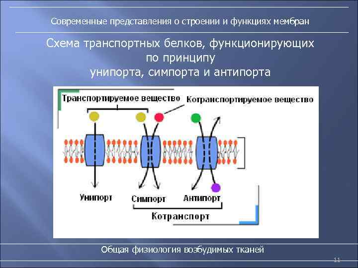 Современные представления о строении и функциях мембран Схема транспортных белков, функционирующих по принципу унипорта,