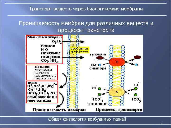 Транспорт веществ через биологические мембраны Проницаемость мембран для различных веществ и процессы транспорта Общая