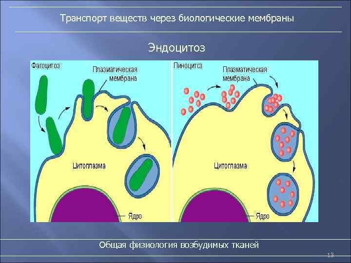 Транспорт веществ через биологические мембраны Эндоцитоз Общая физиология возбудимых тканей 13 